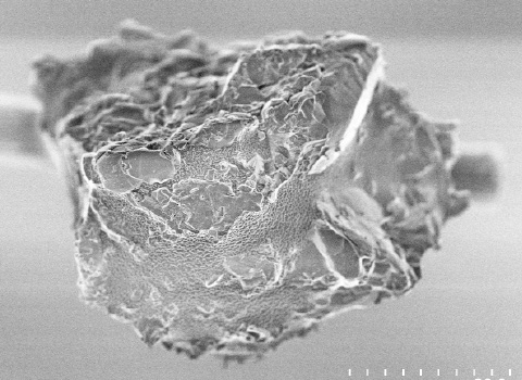 イトカワ粒子の走査型電子顕微鏡写真