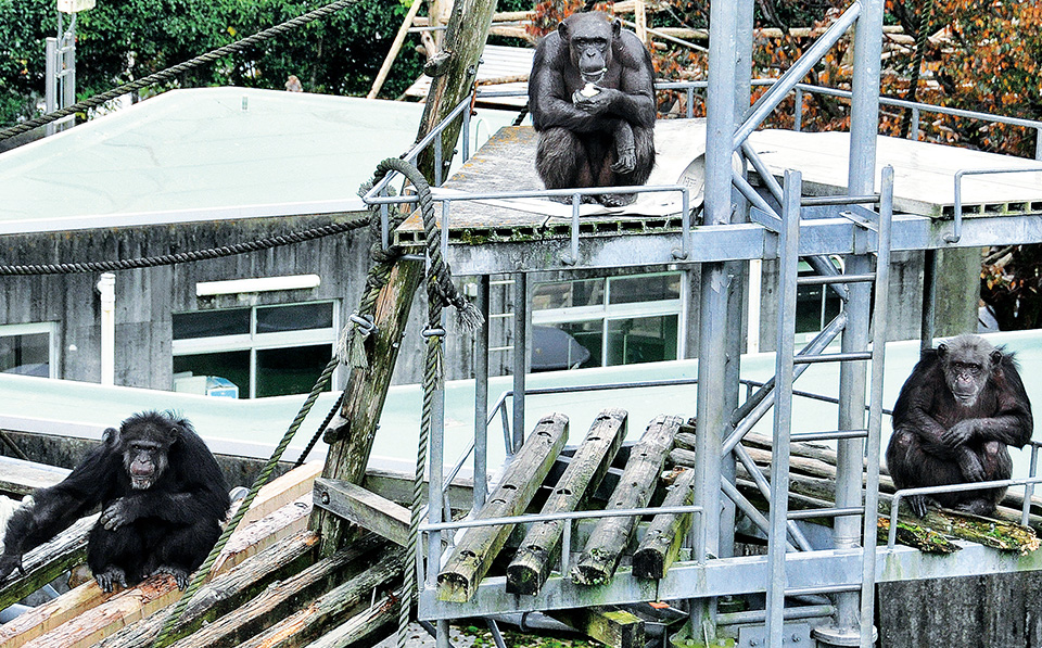 屋外放飼場のチンパンジー