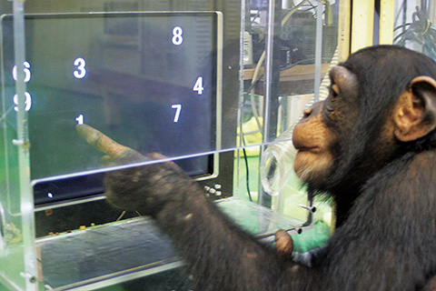 学習中のチンパンジー