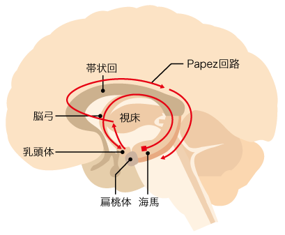 Papez回路とYakovlev回路