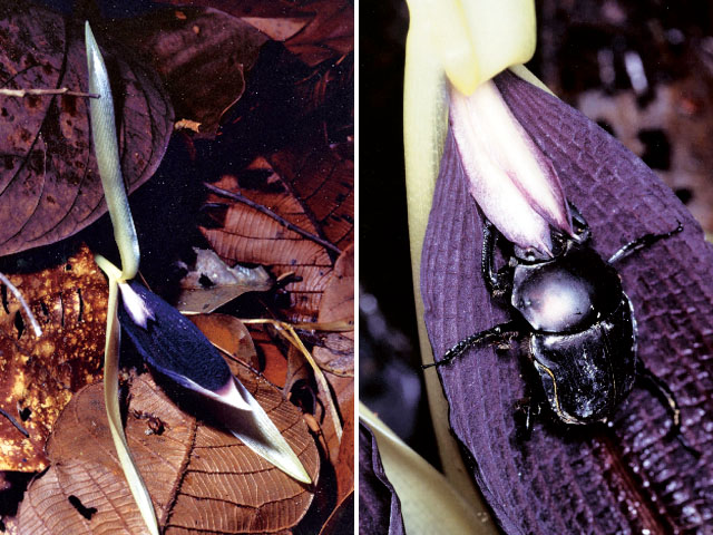 オルキダンタの花（左）とその花の匂いに誘われて訪れた糞虫（右）