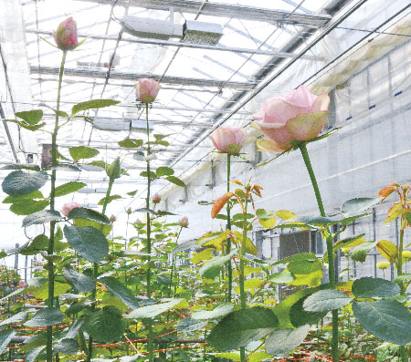 トリジェネレーションシステムでのバラの周年栽培