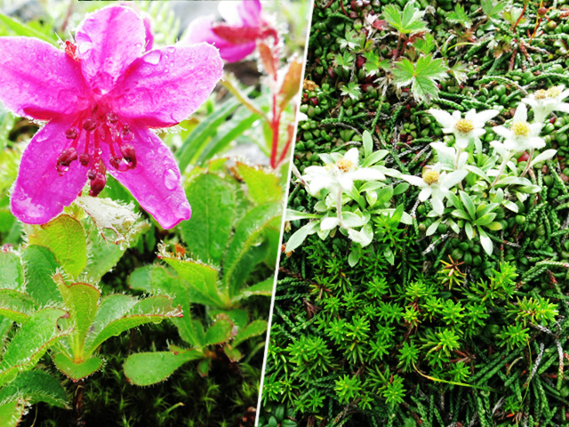 高山植物 エゾツツジ（左）とヒメウスユキソウ（右）