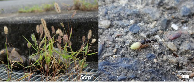 アリによる種子散布共生を、イネ科植物で初めて確認