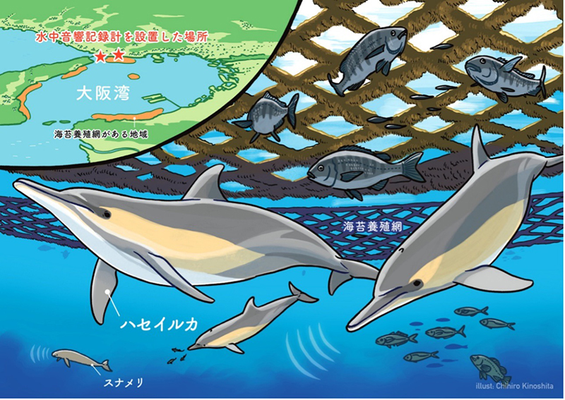 イルカが選んだのは都市に最も近い海だった―大阪湾でイルカと人の共存の可能性を発見―