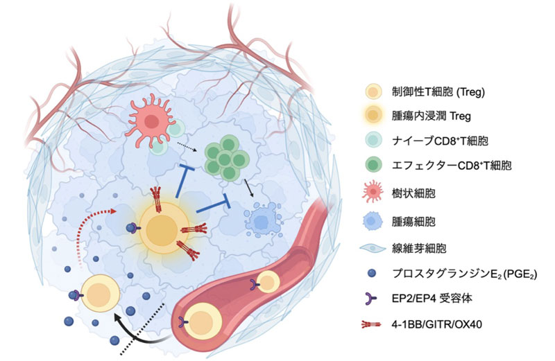 PGE₂による新たながん免疫抑制機構の解明～PGE₂は腫瘍内Tregに特徴的な表現型を獲得させる～