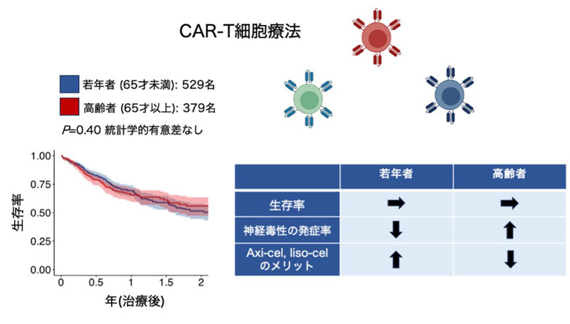 CAR-T細胞療法を受けるのに年齢は関係があるのか?～高齢者における安全性と有用性、そして年齢に応じた製剤選択の重要性を明らかに～