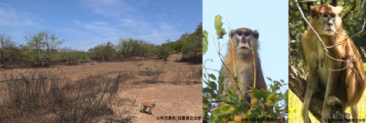 群れはどのようにまとまりを保つのか?～パタスモンキーの集団移動の維持機構～