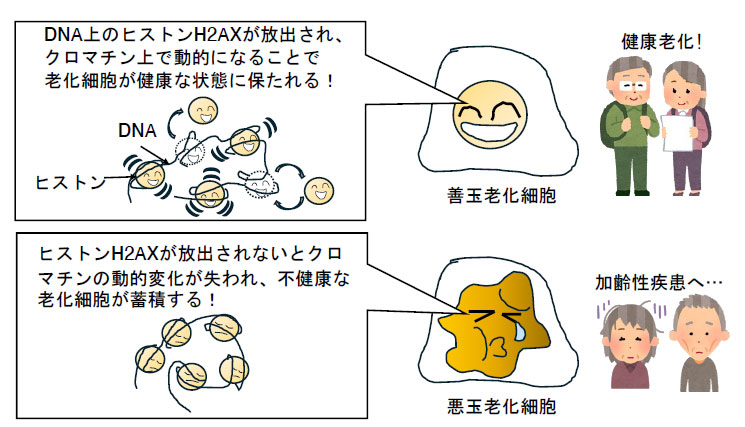 悪玉老化細胞を見分けて健康老化へ～悪玉老化細胞抑止のメカニズム～