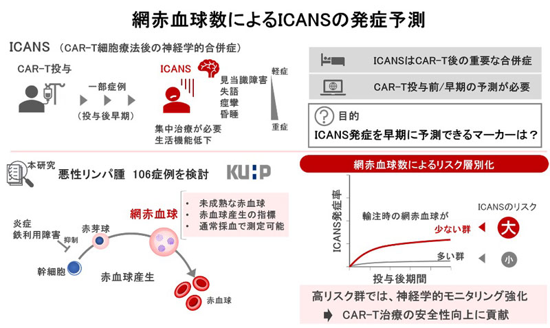 CAR-T治療における神経毒性の予測指標を発見～網赤血球数がICANS発症リスクを事前に評価～