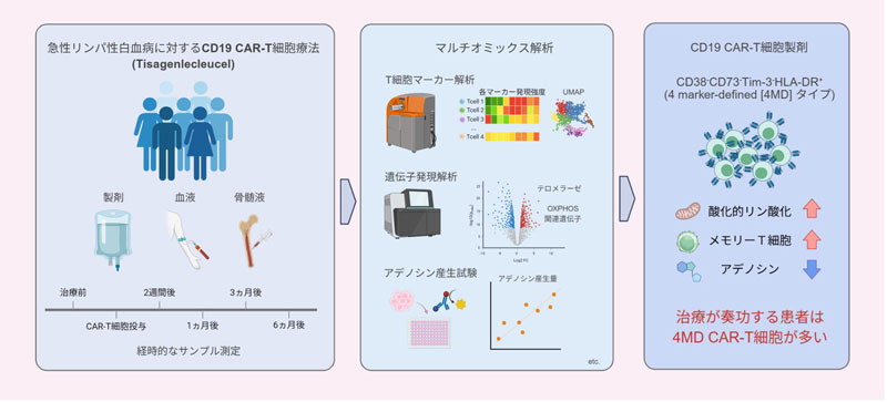 CAR-T細胞療法のバイオマーカーを発見～急性リンパ性白血病の治癒率向上に期待～