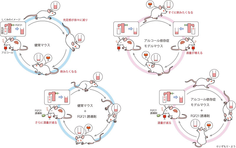 飲酒がもたらす充足感を担う仕組みを解明～希少糖アルロースでマウスの減酒を達成～