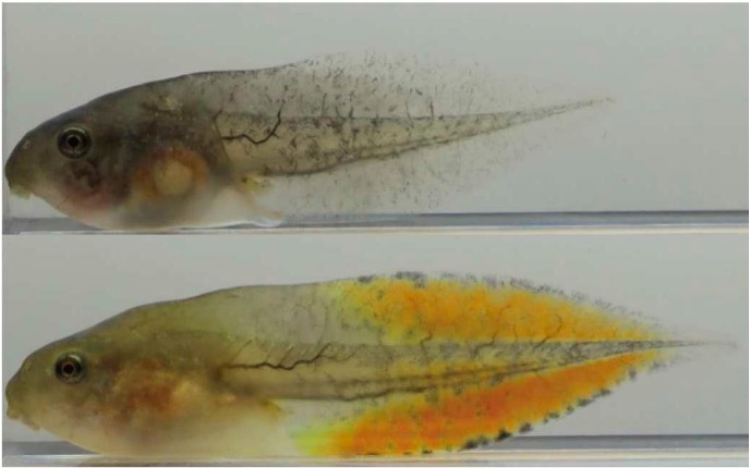 オタマジャクシの尾はヤゴがいると赤くなる～相手に応じて変わるアマガエル幼生の対捕食者戦略～