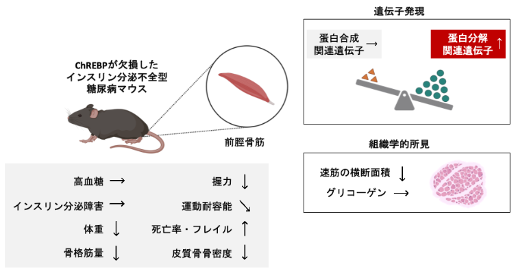 ダイアベティス(糖尿病)に伴う筋肉の衰えを防ぐ仕組みを解明～筋肉を守る「糖を感知する仕組み」に着目した新たなモデルマウス～