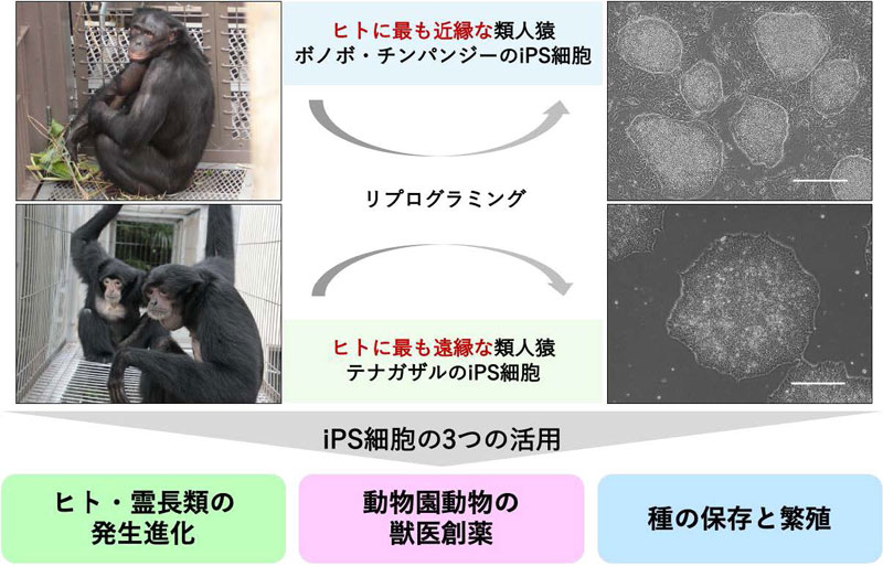 ボノボ(大型類人猿)とテナガザル(小型類人猿)のiPS細胞と脚腕の元になる細胞の作製に成功―霊長類発生進化学・生物多様性保全・動物園獣医学の統合推進に貢献―