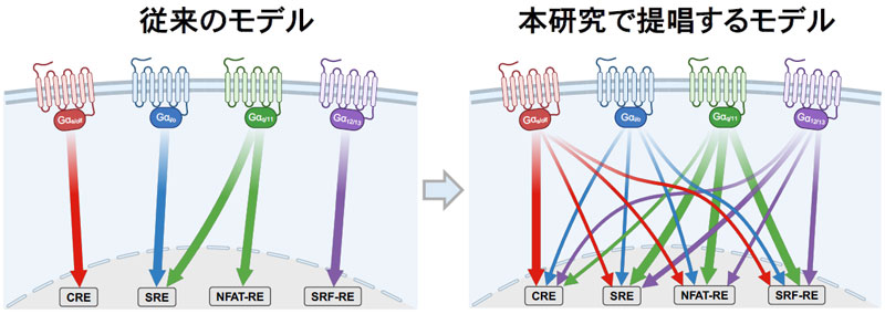 Gαノックアウト細胞で切り分けたGPCRシグナル～“特異的”と信じられてきた転写レポーターの再定義～