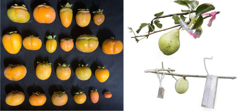 果実発達の新たなルールを発見～機械学習と三次元解析による果実成長の可視化～