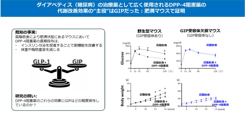 ダイアベティス(糖尿病)治療薬DPP-4阻害薬の“真の主役”はGIPだった!?～肥満マウスで明らかになった新たな作用メカニズム～