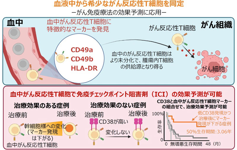 血液中のがん反応性T細胞で治療効果を予測―免疫療法に反応する希少な血中のがん反応性T細胞の発見―