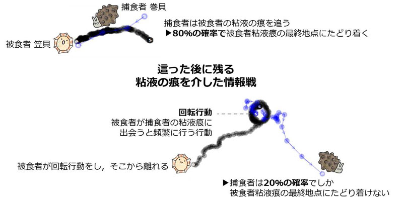 貝たちが繰り広げる情報戦―這った跡を使った捕食者と被食者の戦い―