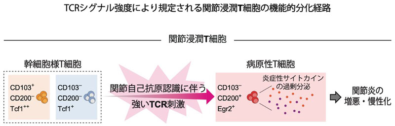 自己免疫性関節炎における炎症性T細胞の病原性機能獲得メカニズムを解明