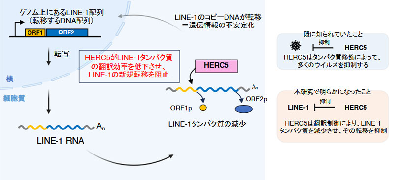 ゲノム内の「撹乱DNA」を抑え込む新戦略―ウイルス抑制因子を転用した新規抑制機構の解明―