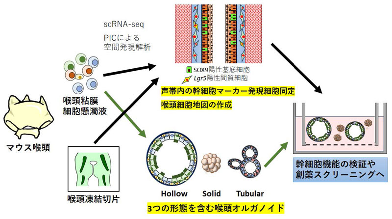 喉頭構成細胞の多様性とオルガノイド作製―声帯再生の新たな指標の発見とモデル作製―