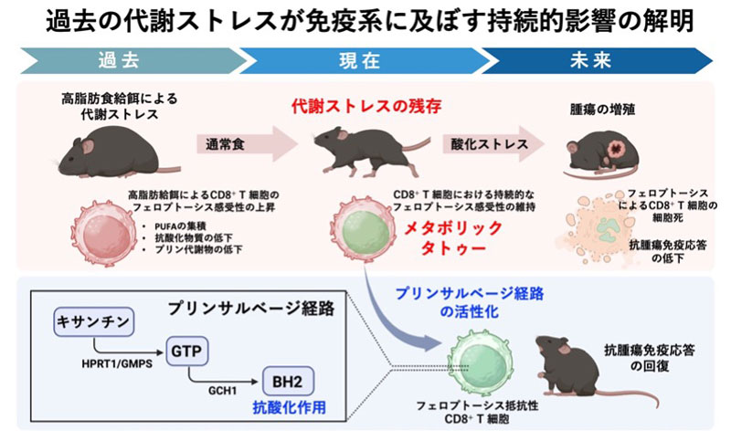 過去の代謝ストレスが免疫系に及ぼす持続的影響の解明―プリン代謝系がT細胞の細胞死を制御する―