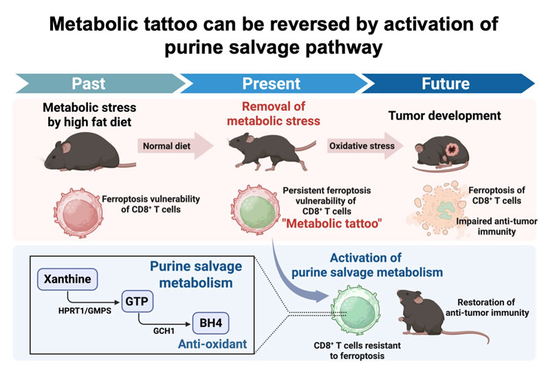 2604_main_tajima_metabolic-tattoo.jpg 