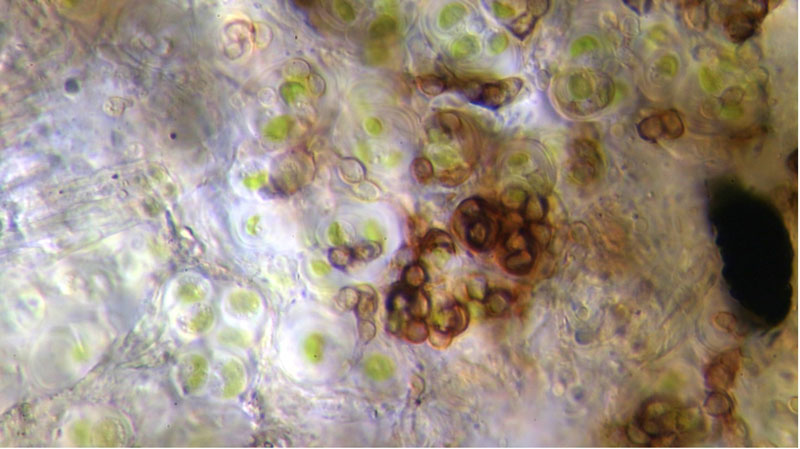 謎の藻類共生性菌類の84年振りの再発見―独自に藻類と共生した新科新属新種―