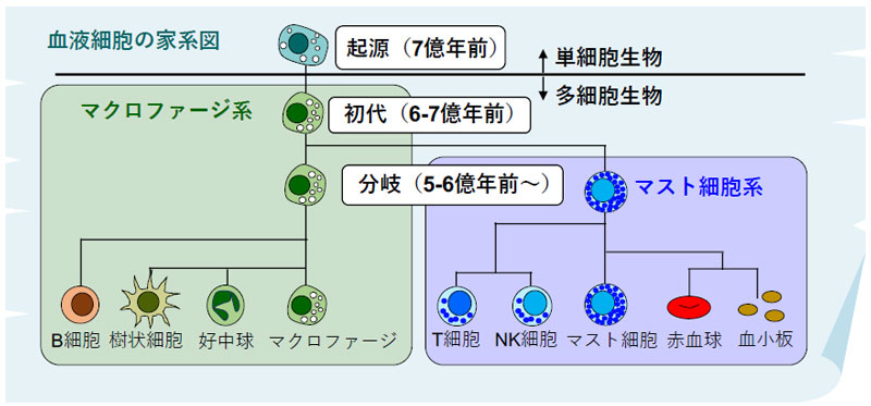 7億年にわたる血液細胞の家系図―T細胞の祖先はマスト細胞だった―