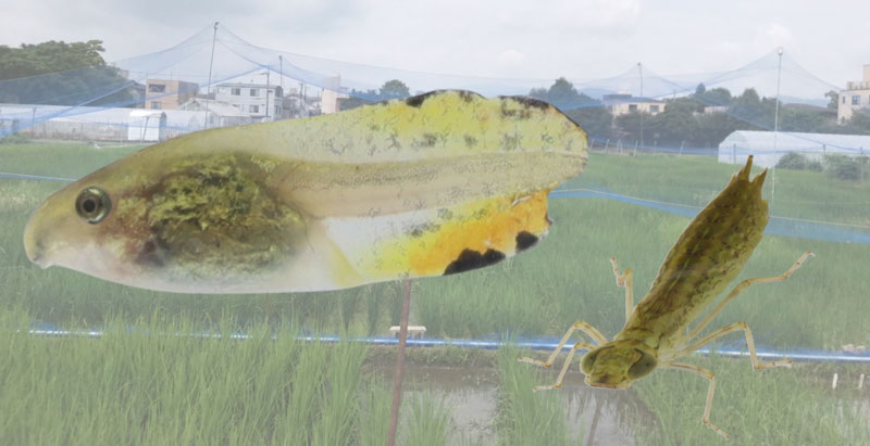 2605-main-watanabe_tadpole-and-nymph.jpg 