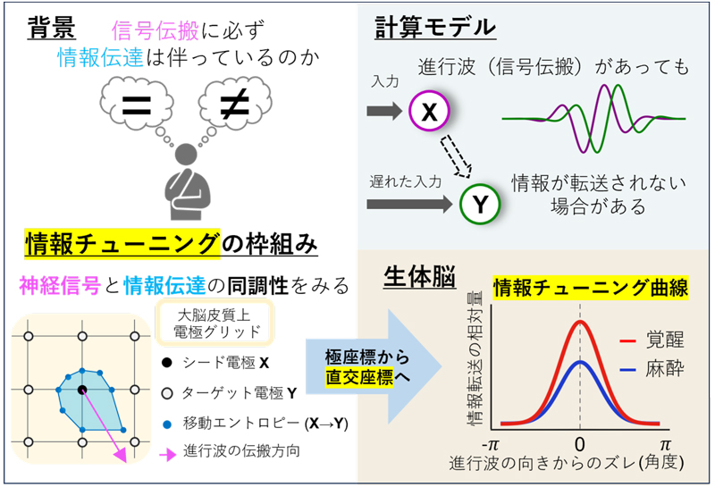 脳は、進行波を介して情報針路をガイドする―意識がある時、脳内通信は安定し信頼できる―