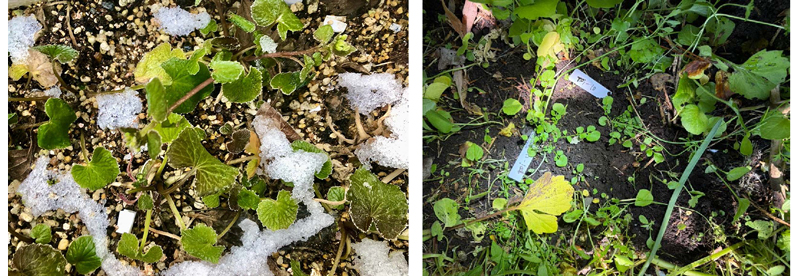 植物が開花時期を決める「季節メーター」の仕組みを解明