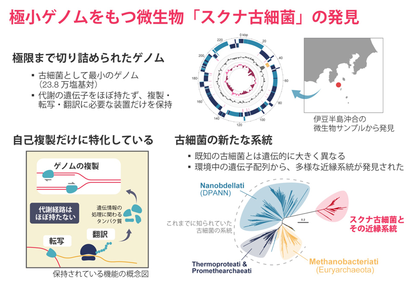 栄養もエネルギーも自分でつくらない微生物「スクナ古細菌」を発見 栄養もエネルギーも自分でつくらない微生物「スクナ古細菌」を発見