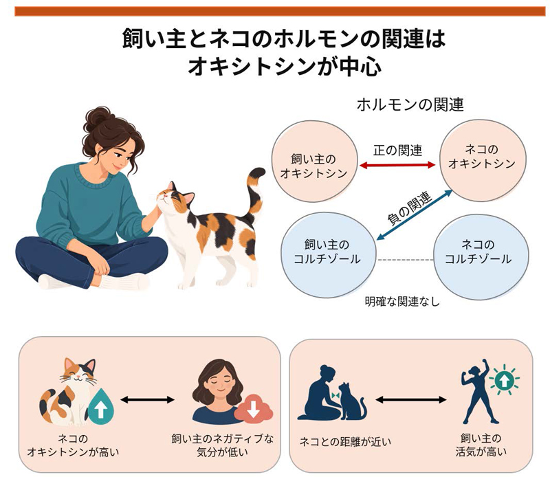 Esquema de las relaciones entre las hormonas del gato y del dueño, el ánimo del dueño y la distancia en casa
