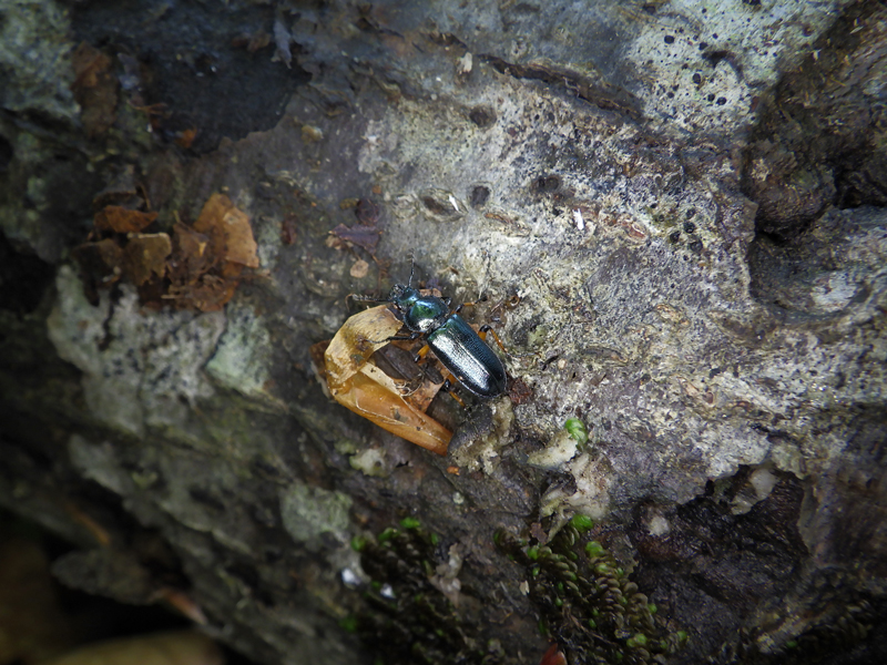 2610-main-Tokito_beetle.jpg 