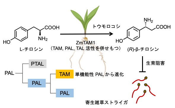 イネ科植物がもつβ-チロシンの進化と機能―雑草抵抗性を強化する品種改良に期待―