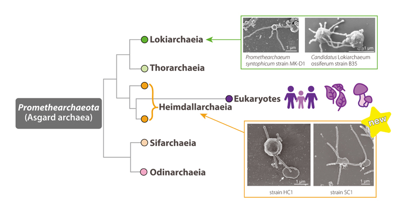 2610-main-nakagawa_archaea.jpg