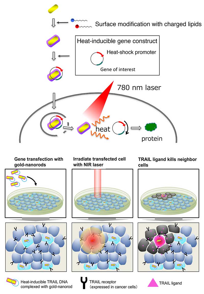 New Method of Killing Cancer Cells Developed