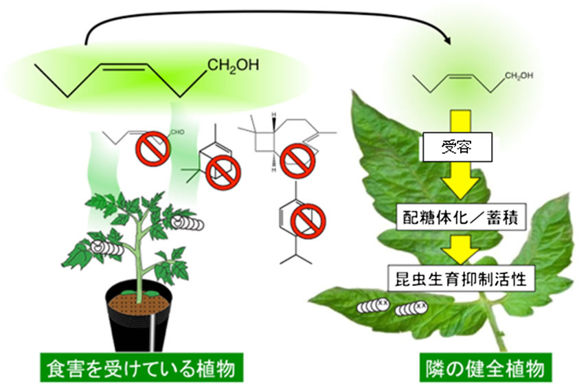 隣接する食害植物由来の青葉アルコールの取り込みと配糖体化が明らかにする新たな植物匂い受容と防衛 京都大学