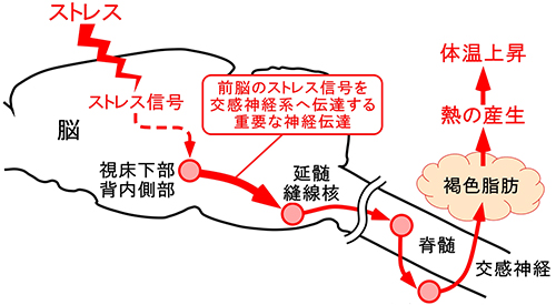 泣く と 体温 上がる