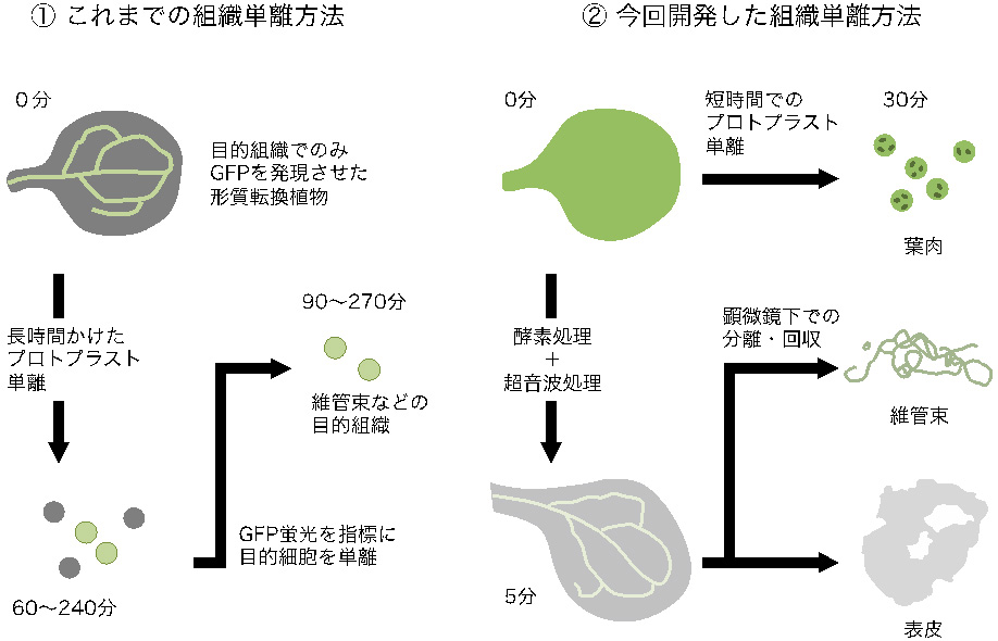 植物で組織ごとに異なる体内時計が働いていることを発見