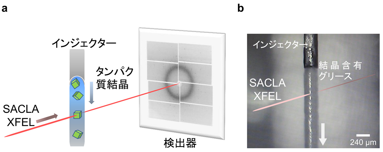 連続フェムト秒結晶構造解析のための結晶供給手法を開発 少量の試料で多様なタンパク質の構造決定がsaclaで可能に 京都大学