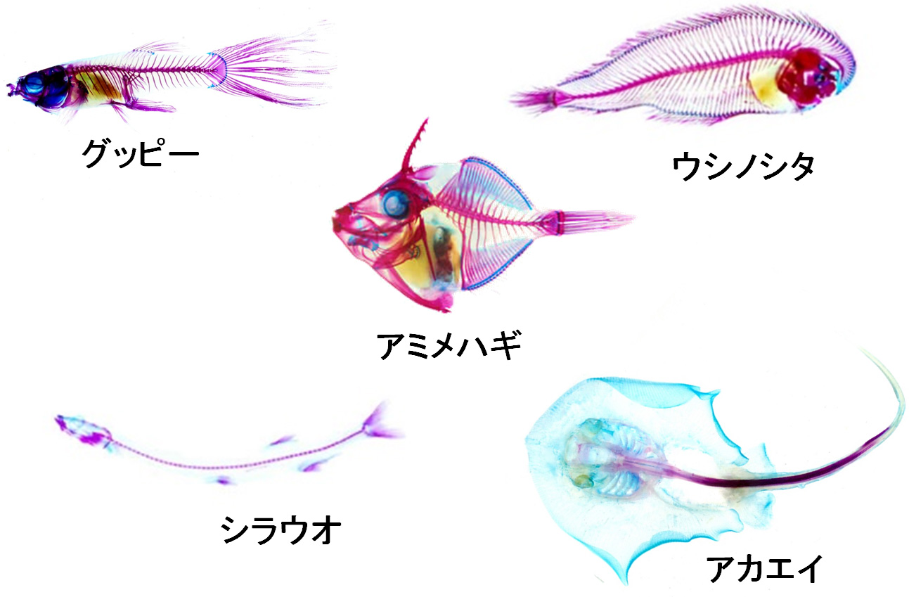 透明骨格標本 エイ 透明標本 - 科学、自然 透明骨格標本 エイ 透明標本 - 科学、自然