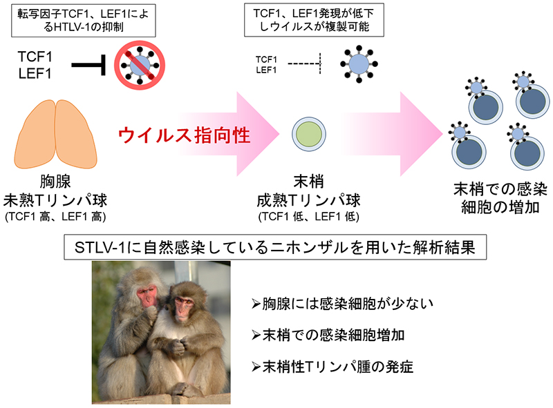 ヒトt細胞白血病ウイルス１型の感染特異性の解明に成功 Htlv 1感染症の病態解明に期待 京都大学