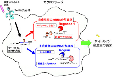 サイトカイン