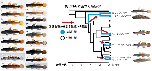 最も多様な淡水性ハゼ科魚類 ヨシノボリ類の進化史を解明 回遊魚の淡水域への適応進化と大規模な種間交雑 京都大学