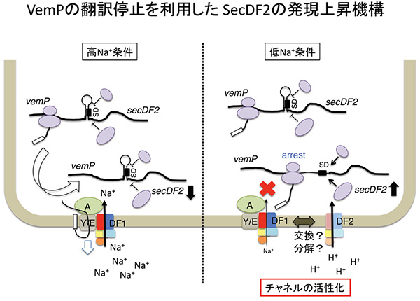 は 濃度 勾配 と 高校生物Ⅰについての質問です。濃度勾配と浸透圧の違いを教えてください