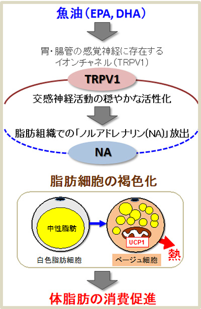 魚油摂取は交感神経を介して 脂肪燃焼細胞 を増やす 魚油 の効果で体脂肪燃焼を促す新メカニズムを解明 京都大学